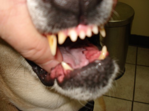 Dog yellow teeth