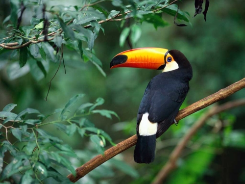 Toucan Costa Rica