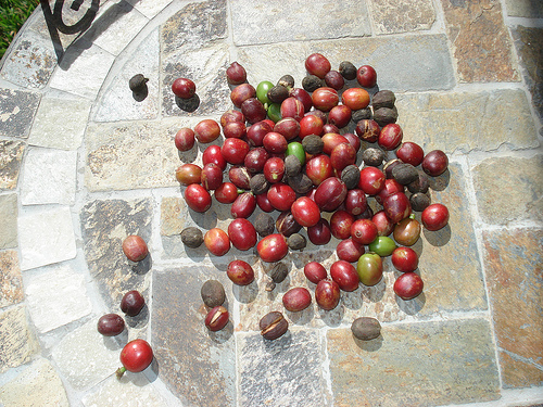 Raw Coffee Beans on tile table